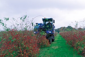 2016 - Harvesting Rosehips