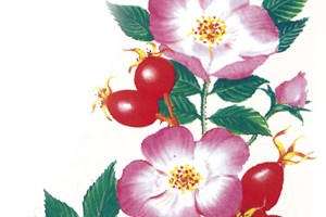 An illustration of Hyben Vital Lito with both flowers and fruit.