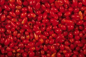 Hyben Vital Lito – The harvested berries