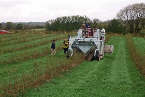 Hyben Vital Lito being harvested on Langeland