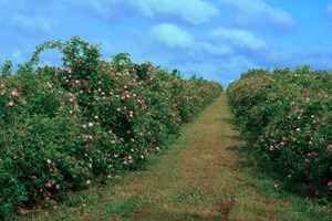2014 - Rosehip plantation in bloom