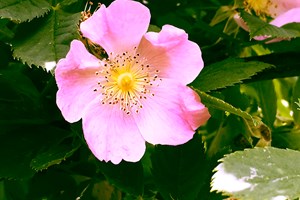 Rosehip Flower