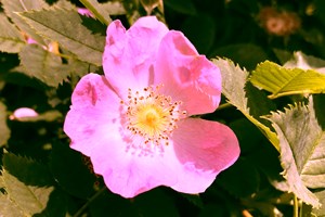 Rosehip Flower