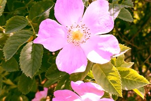 Rosehip Flowers