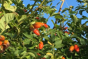 Rosehip Berries