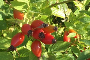 Rosehip Berries